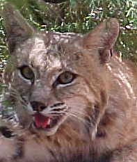 Trapped bobcat