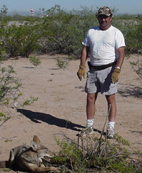 Captured coyote