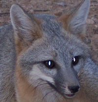 Gray fox