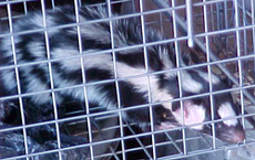 Captured spotted skunk